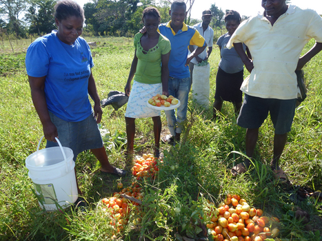 La FAO au soutien de 1,2 million d’Haïtiens en insécurité alimentaire aiguë sévère